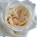White O'Hara Roses de jardin d'Equateur Ethiflora